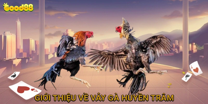 Giới thiệu về vảy gà Huyền Trâm