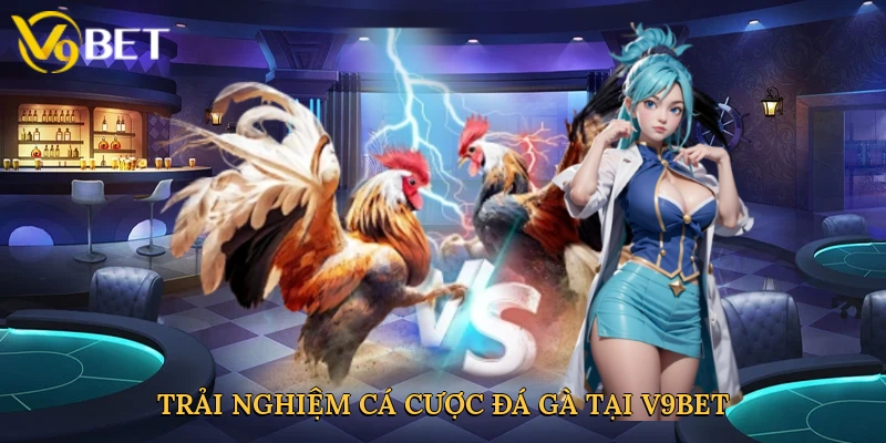 trai-nghiem-ca-cuoc-da-ga-tai-v9bet-3