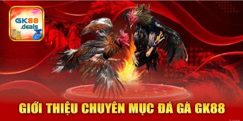 Bật mí cách vào kèo đá gà GK88 thắng to