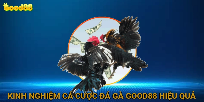 kinh-nghiem-ca-cuoc-da-ga-good88-hieu-qua